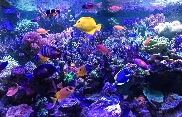 Saltwater aquarium fish species reef aquascaping ideas