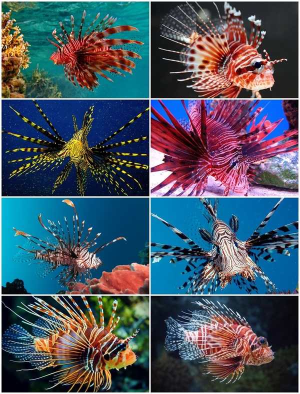 amazing lionfish reef tank species aquascape designs