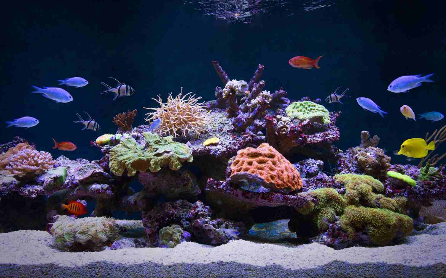 aquarium designs saltwater fish species reef tanks