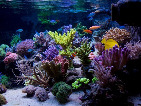 beautiful reef tanks saltwater aquascapes ideas