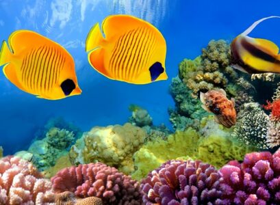 fish-species-for-saltwater-aquascapes