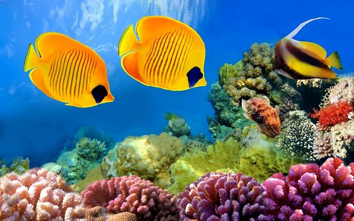 fish species for saltwater aquascapes