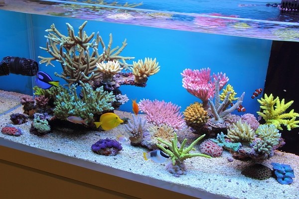 how to choose fish for reef tanks