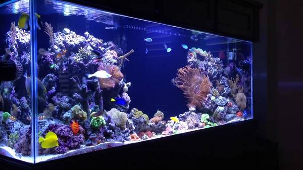 How To Start A Saltwater Aquarium 10 Useful Tips For Beginners