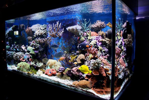 large reef tanks saltwater aquarium designs