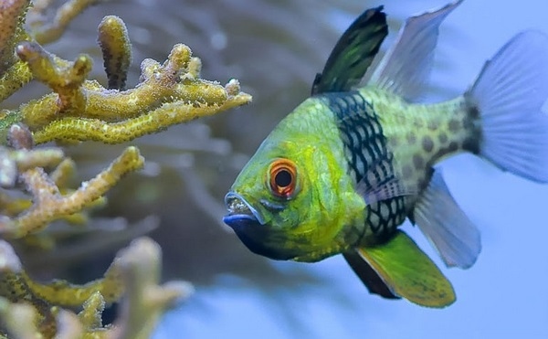 marine aquarium aquascaping ideas saltwater fish species Pajama Cardinalfish