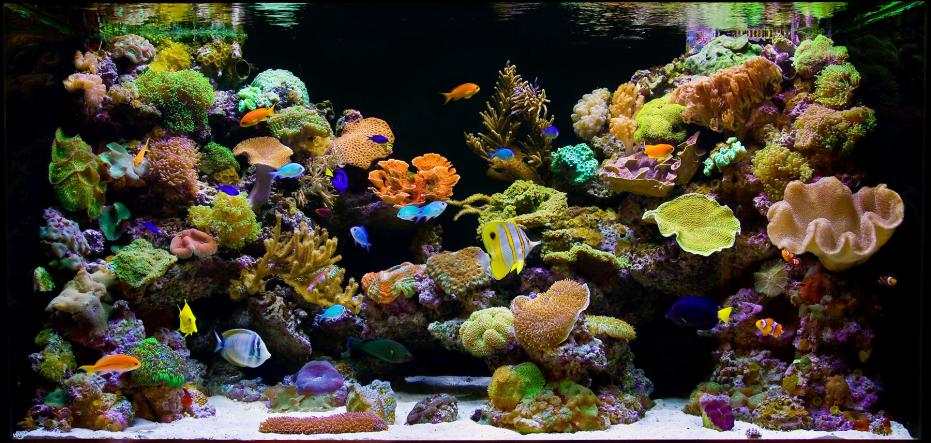marine aquarium reef tank fish species