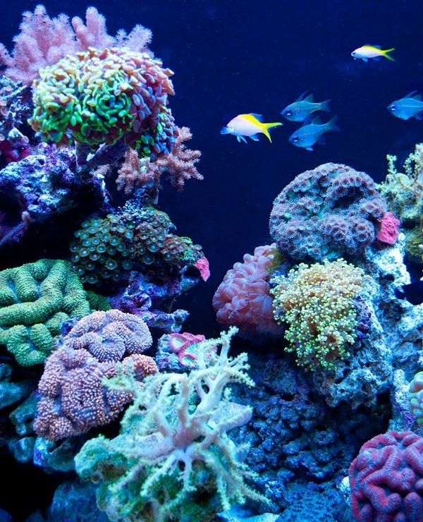 reef saltwater aquarium plants and fish