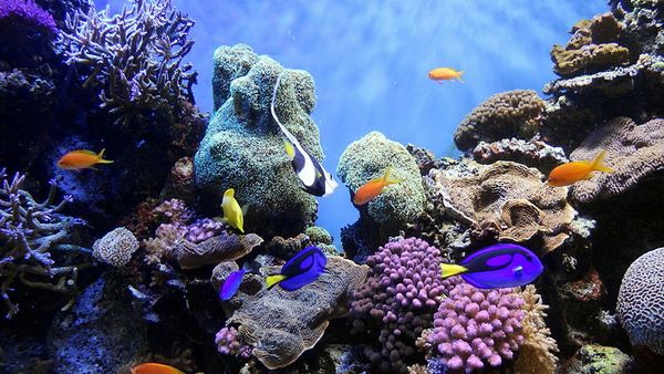 saltwater reef aquarium aquascapes design ideas