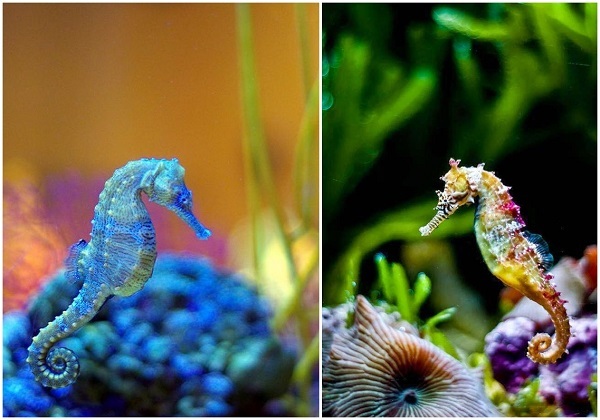 sea horse for saltwater aquarium designs