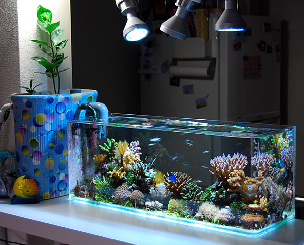 Featured image of post Aquarium Design Ideas Diy - Diy goldfish pond &amp; aquaponics by tazawa tanks.
