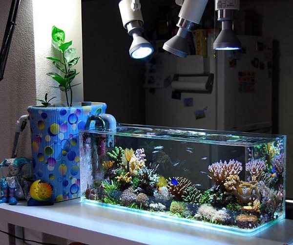 start up aquarium