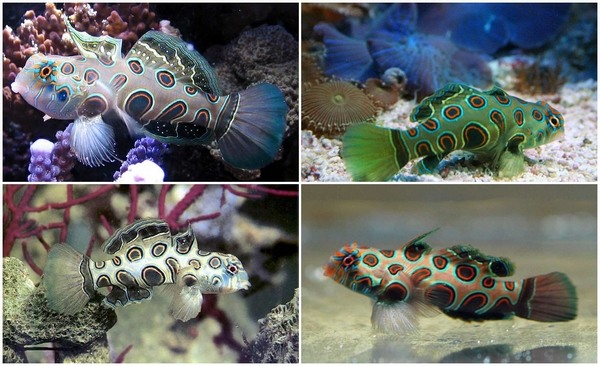 spotted mandarin marine aquarium fish