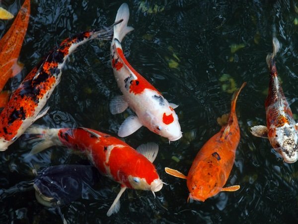 how to make a koi fish pond in the garden