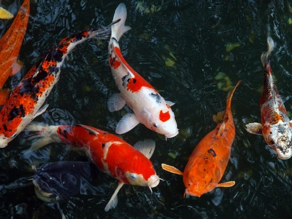 how-to-make-a-koi-fish-pond-in-the-garden