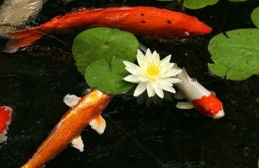 how-to-make-a-koi-pond-in-the-garden