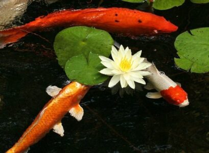 how-to-make-a-koi-pond-in-the-garden