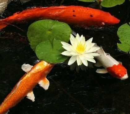 how-to-make-a-koi-pond-in-the-garden