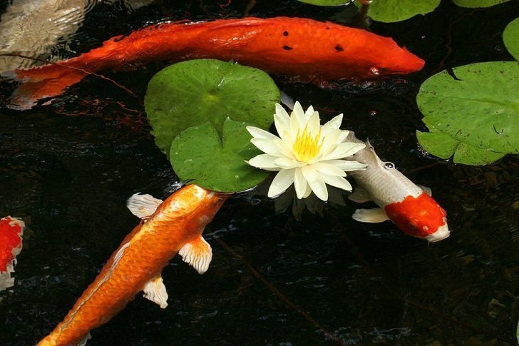 how to make a koi pond in the garden