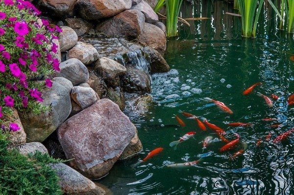 koi-fish-pond-ideas-aquatic-plants-garden-ponds