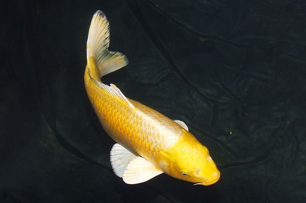 koi fish species Yamabuki Ogon