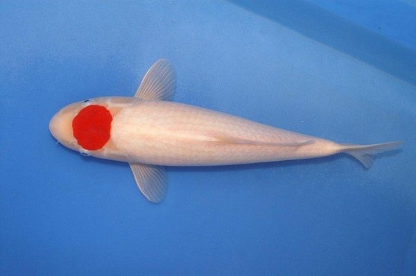 koi fish species tancho koi carp