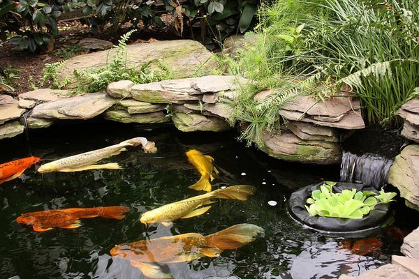 small grden ponds with koi fish and waterfall