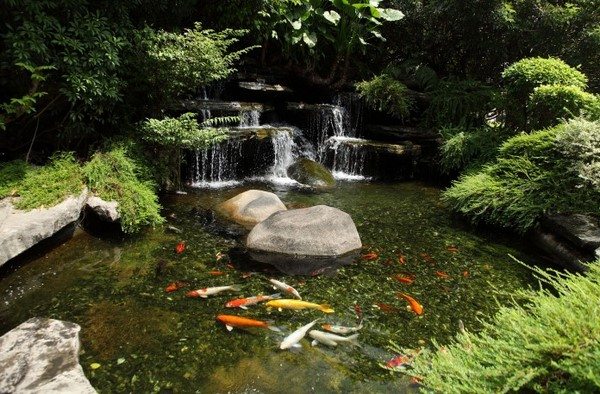 waterfall koi fish water pond