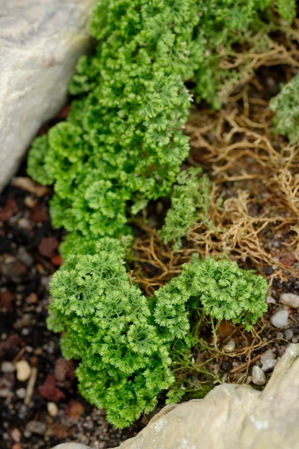 Selaginella kraussiana how to grow moss