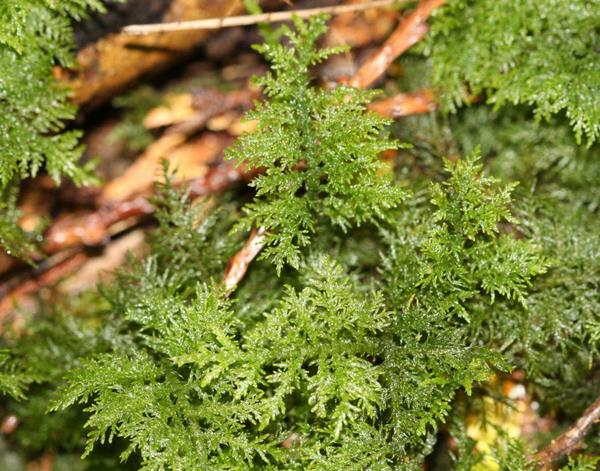 fern moss Thuidium types of moss to grow at home