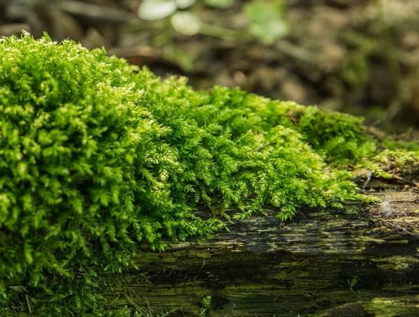how fast does moss grow types of moss to grow at home