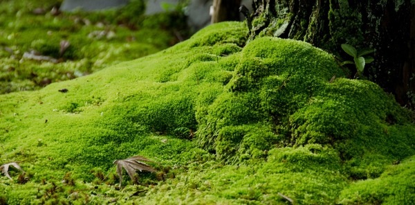 how to grow moss how fast does moss grow