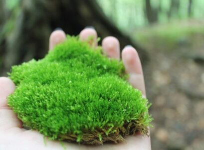 how-to-grow-moss-in-the-garden-and-indoors