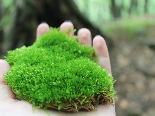 How To Grow Moss Indoors And Outdoors Useful Tips For Beginners - Growing Indoor Moss Garden How To Grow Moss Indoors And Outdoors Useful Tips For Beginners - Growing Indoor Moss Garden