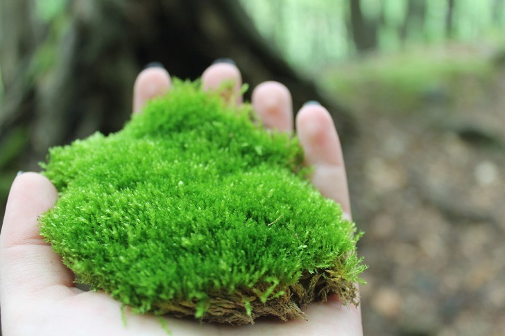 how to grow moss in the garden and indoors