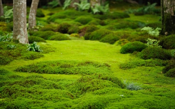 how to grow moss in the garden types of moss