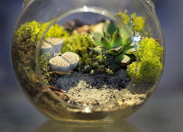 how to grow moss indoor terrarium ideas