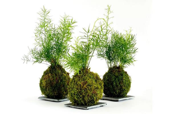 kokedama how to grow moss indoors