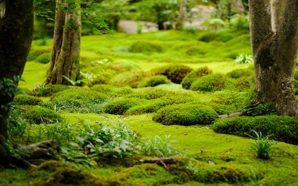 How To Grow Moss Indoors And Outdoors, Growing A Moss Garden