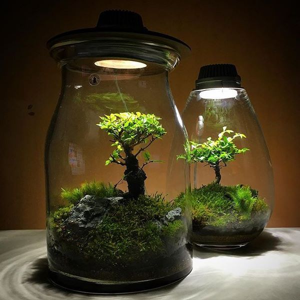 terrarium plants ideas moss terrarium