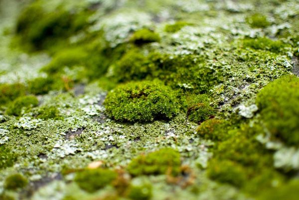 types of moss to grow at home