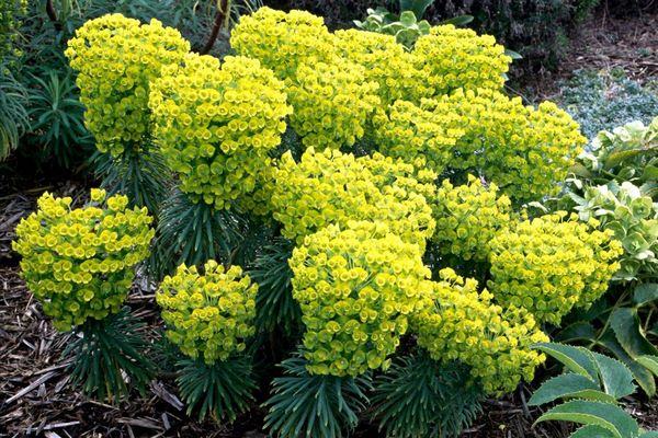 Euphorbia beautiful succulent varieties for your garden