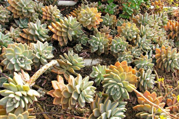 Graptopetalum varieties to grow outdoors