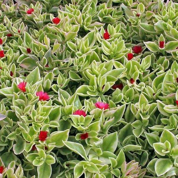 Heartleaf Ice plant Aptenia cordifolia variegata succulents to grow outdoors