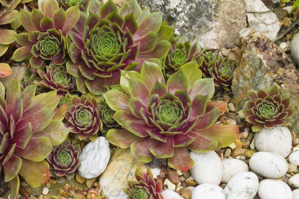Sempervivum Othello what succulent species are suitable to grow outdoors