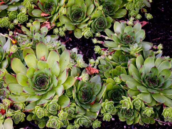Sempervivum tectorum Common Houseleek amazing succulent garden designs