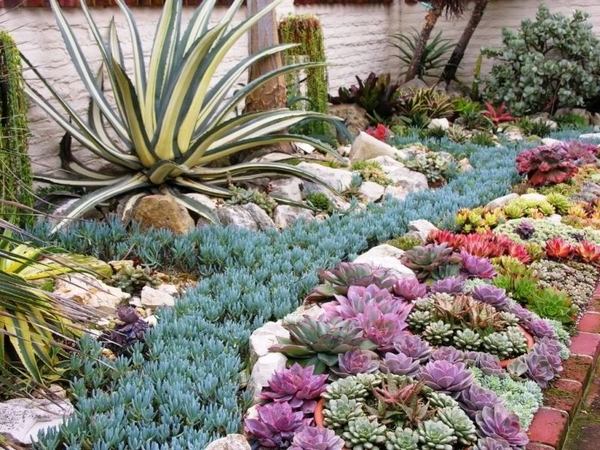 succulent landscape design ideas