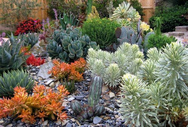 amazing colorful outdoor succulent garden design