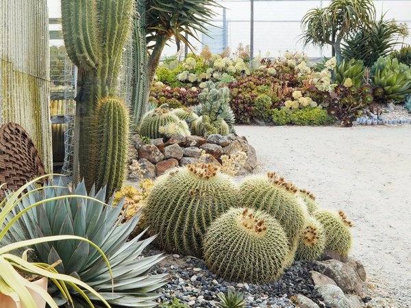ball cacti and succulents in drought tolerant garden