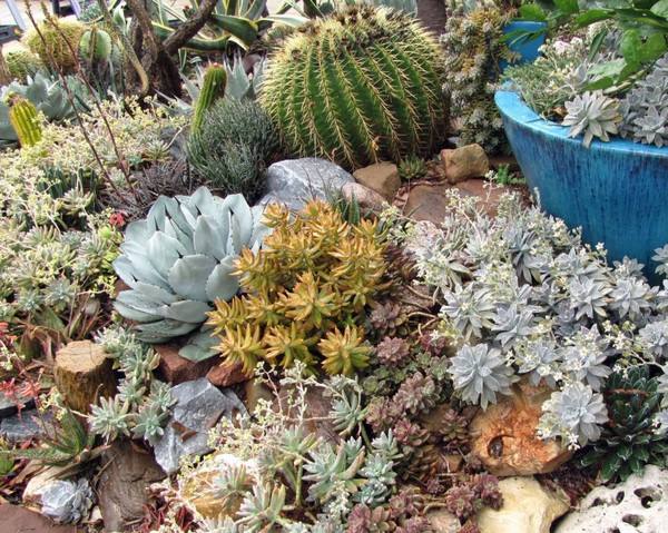 ball cactus outdoor succulent garden design ideas